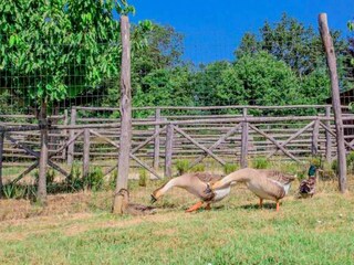 Holiday cottage Terranuova Bracciolini  26