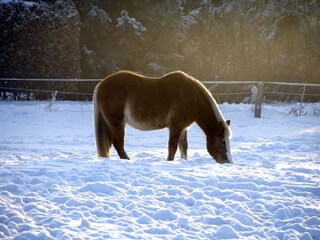 Bungalow Neubukow Omgeving 30