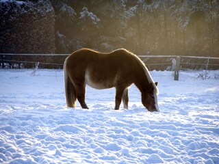 Bungalow Neubukow Environnement 29