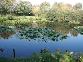 Seerosenteich