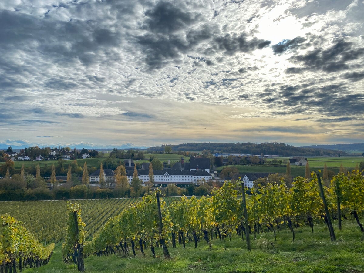 Weinreben in Gailingen