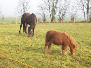 Apartment Blowatz Umgebung 15