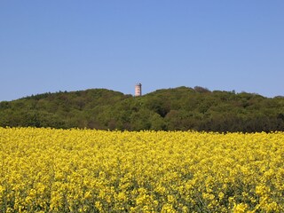 Rapsfelder mit Jagdschloss Granitz