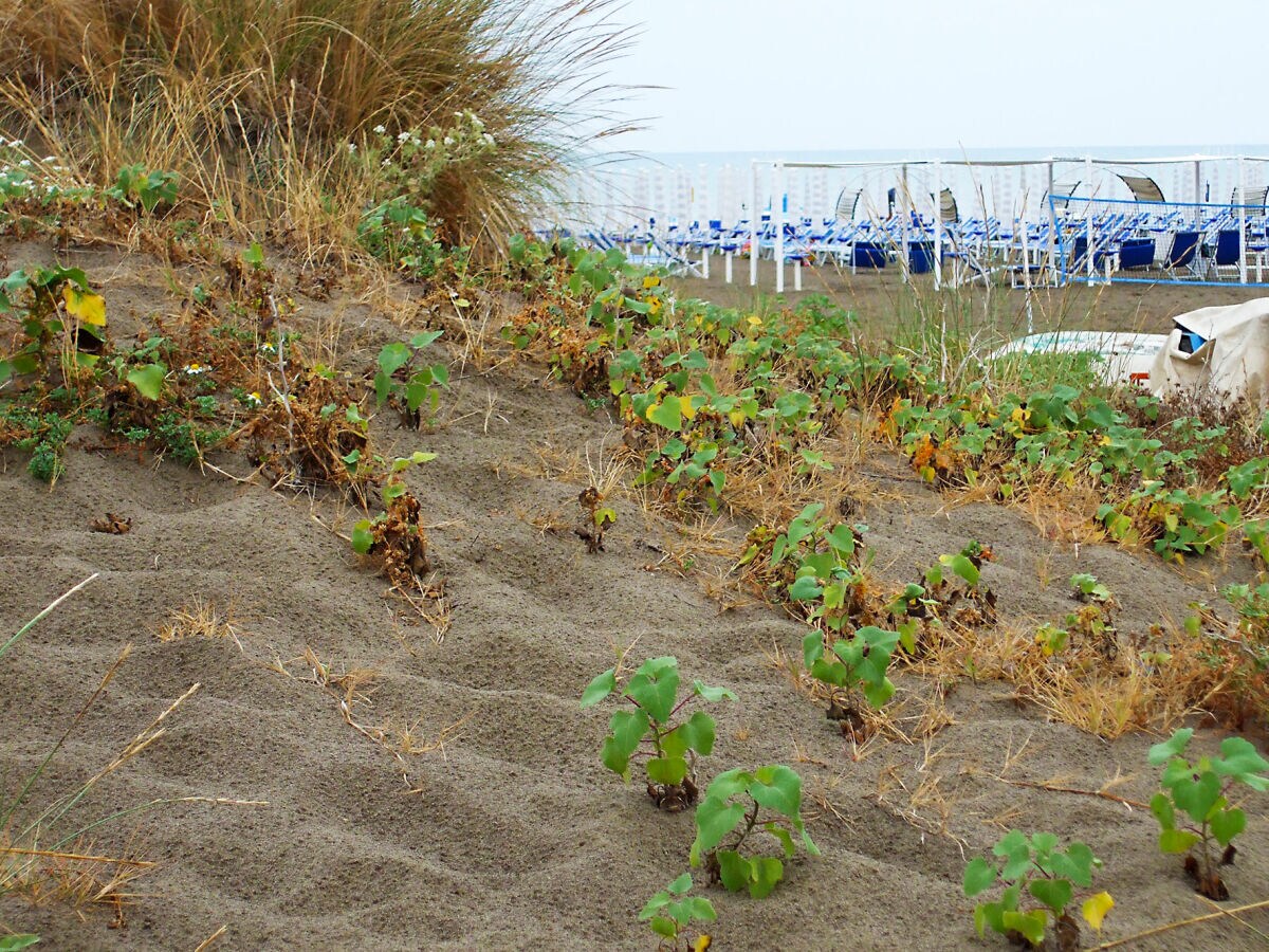 Der Sandstrand von Marina di Grosseto