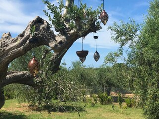 Villa Bibbona Ambiente 40