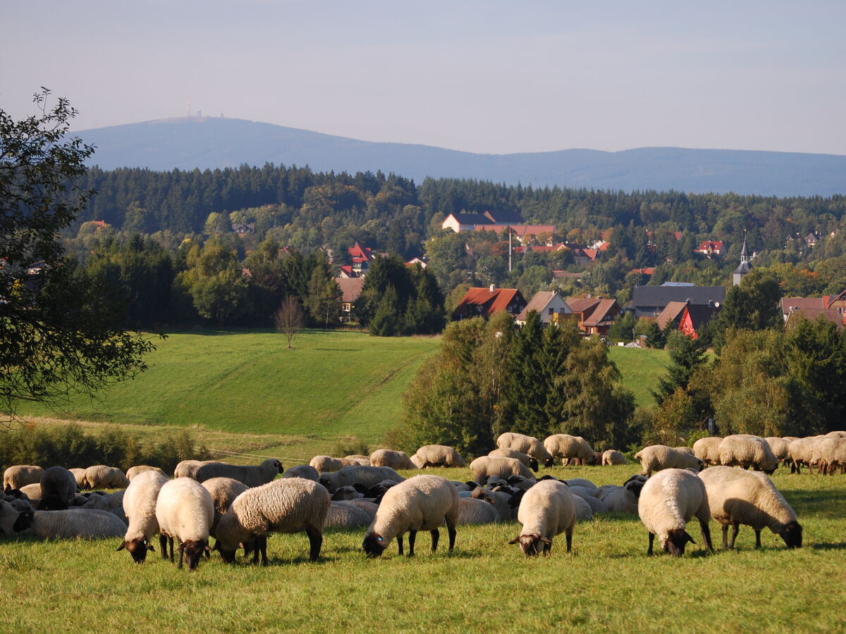 Blick vom Pfeifferberg über Benneckenstein zum Brocken