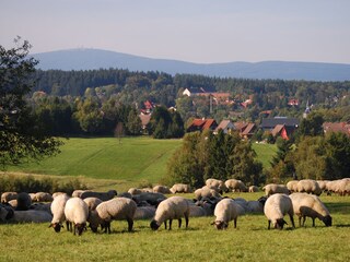 Blick vom Pfeifferberg über Benneckenstein zum Brocken