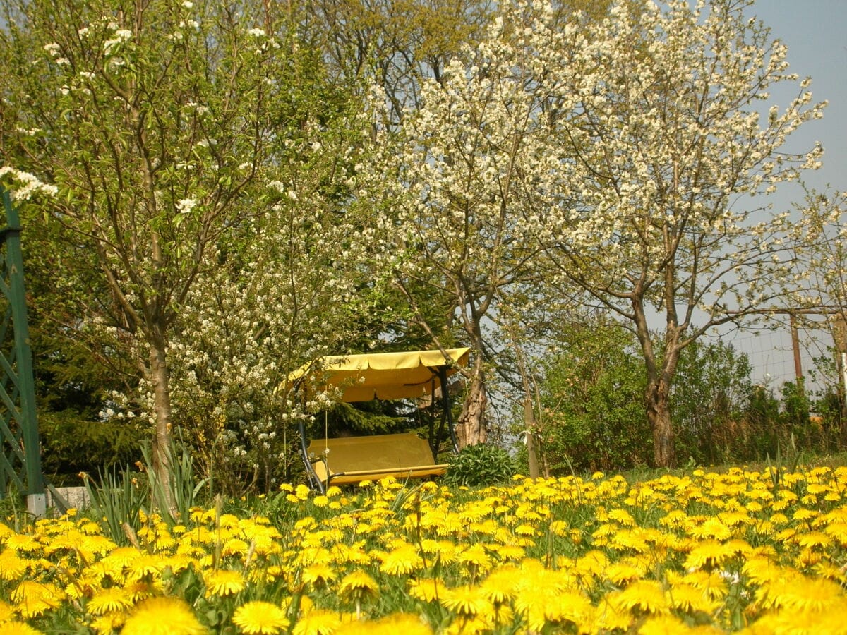 Ganz in Gelb unter Blüten