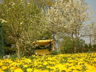 Ganz in Gelb unter Blüten