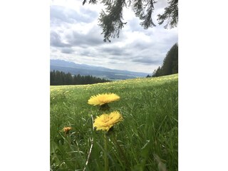 Blick vom Buffernandl am Auerberg