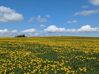 Frühjahr Löwenzahnblüte