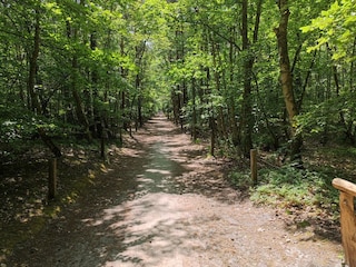 Prerow  Wald