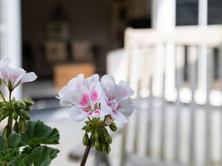 Appartement Zoutelande  39