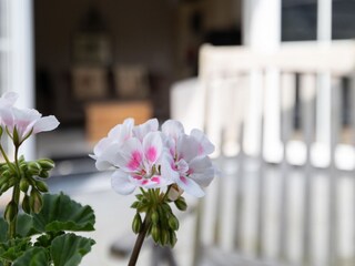 Appartamento Zoutelande  40