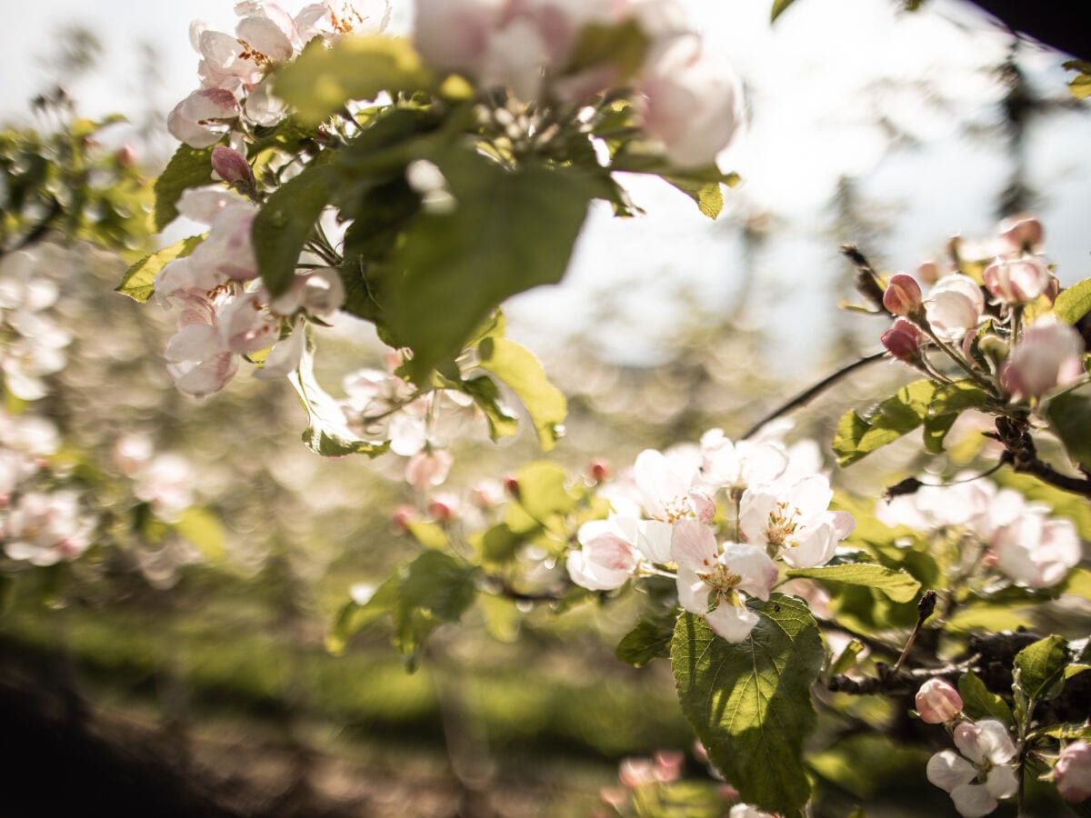 Apfelblüten