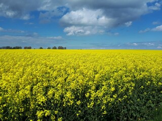 Holiday apartment Kappeln (Stadt) Environment 19