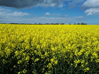 Holiday apartment Kappeln (Stadt) Environment 29