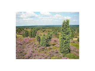 Heideblüte