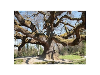 Casa per le vacanze Capannori Ambiente 36