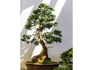 Casa per le vacanze Capannori Ambiente 40