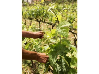 Casa per le vacanze Capannori Registrazione all'aperto 12