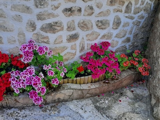 Königliche Pelargonien am Eingang