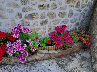 Royal pelargoniums at the entrance