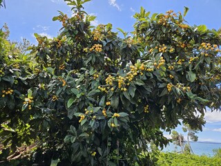 Holiday apartment Petrcane Outdoor Recording 16