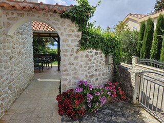 Königste Pelargonien