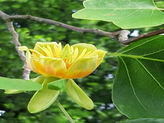 Vakantiehuis Stavelot  39