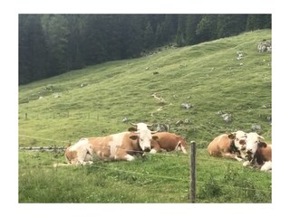 Ferienwohnung Damüls Umgebung 18
