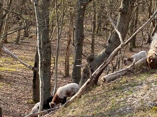 Casa per le vacanze Groet Ambiente 18