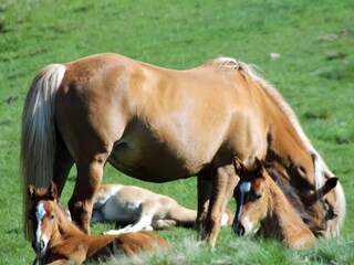 Chalet Vöran Ambiente 18