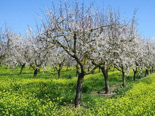 Casale Pollensa Ambiente 48