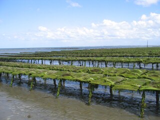 Casa per le vacanze Brévands Ambiente 18