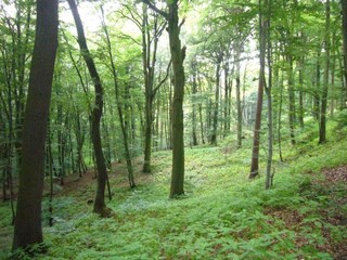 Appartement Hahnenklee Environnement 24