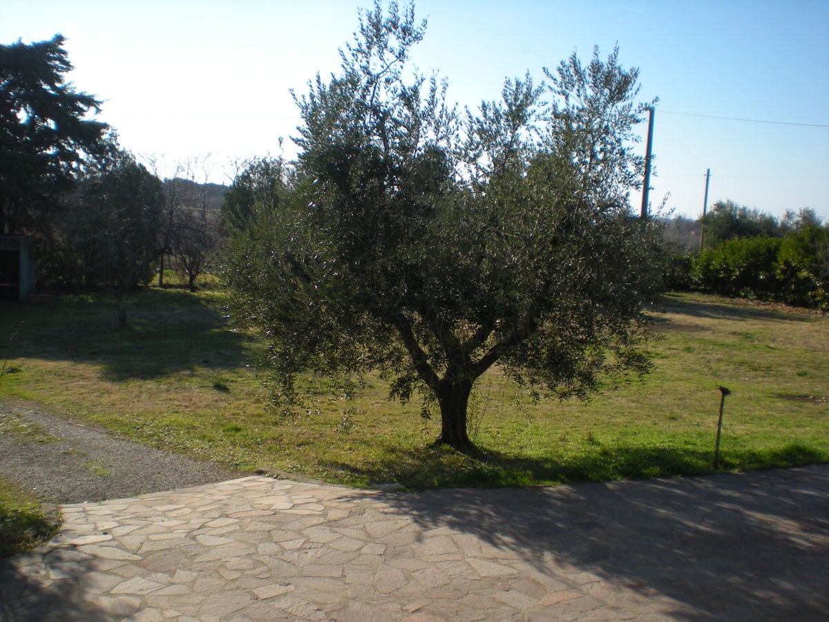 Aussicht des Gartens vom Eingang