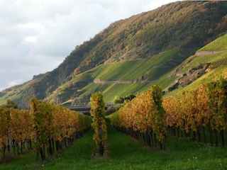 Weinkulturandschaft Mittelmosel