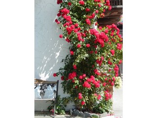 Kletterrose am Hauseck