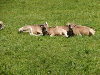 nur faulenzen ist schöner