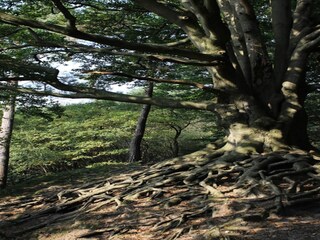 Ferienhaus Voorthuizen Umgebung 27