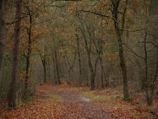 Vakantiehuis Voorthuizen Omgeving 28