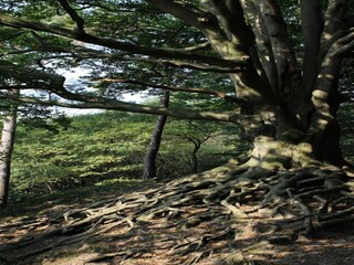 Casa per le vacanze Voorthuizen Ambiente 33