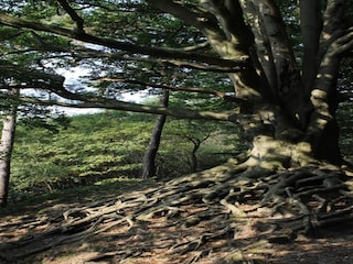 Vakantiehuis Voorthuizen Omgeving 26