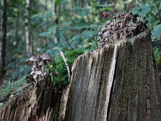 Ferienhaus Voorthuizen Umgebung 30