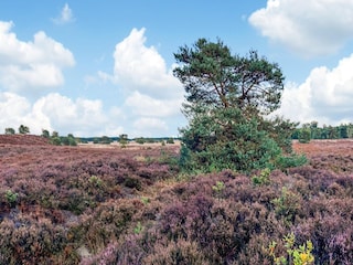 Holiday house Voorthuizen Environment 21