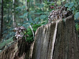 Casa de vacaciones Voorthuizen Entorno 36