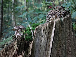 Casa de vacaciones Voorthuizen Entorno 34