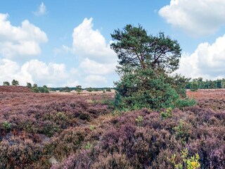 Vakantiehuis Voorthuizen Omgeving 32