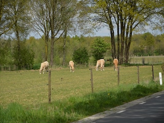 Ferienhaus Stramproy Umgebung 30